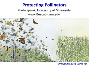Protecting Our Pollinators - Minnesota Landscape Arboretum