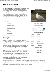 Black-headed gull - Wikipedia, the free encyclopedia