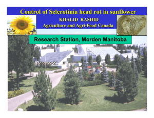 Control of Sclerotinia head rot in sunflower