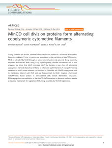 MinCD cell division proteins form alternating copolymeric filaments
