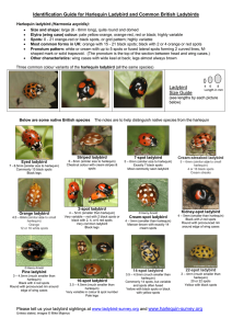 Ladybirds - Harlequin Ladybird Survey