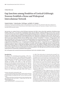 Gap Junctions among Dendrites of Cortical GABAergic