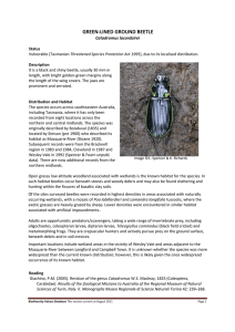 GREEN-LINED GROUND BEETLE