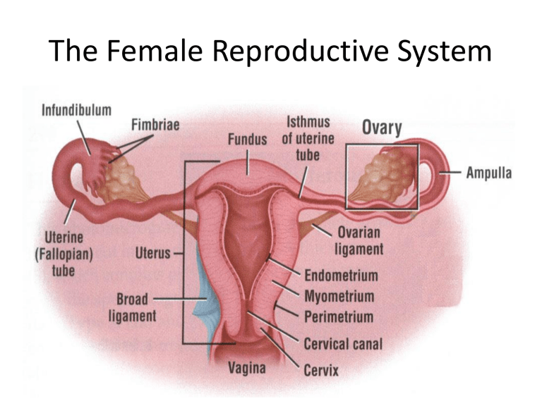 Human Female Reproductıve System