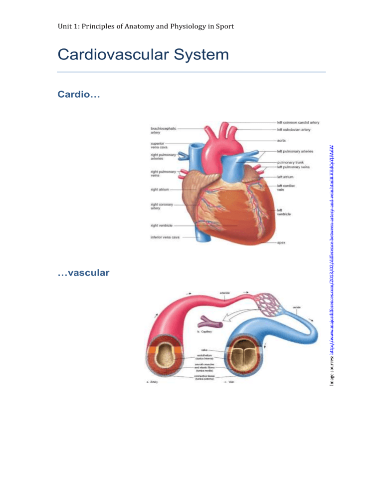 Cardiovascular System Student Workbook 1