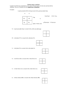 Punnett Square Worksheet-Human Characteristics