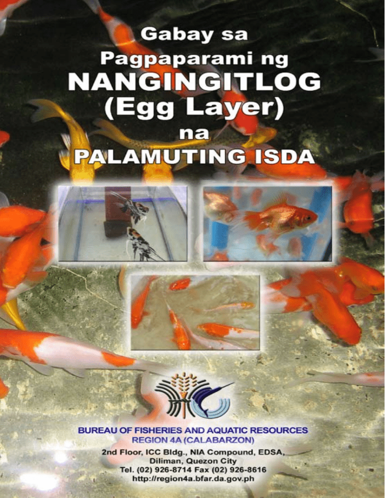 aqurium fish egg layer