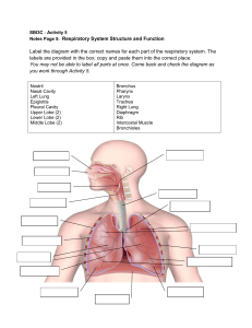 Respiratory System Structure and Function