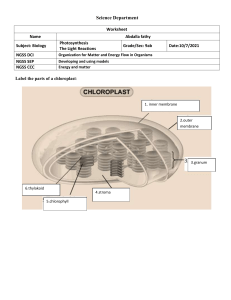 Chloroplast+sheet
