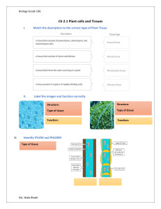 Plant Cells & Tissues Worksheet