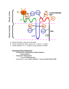 Kidney Physiology: Aldosterone, ADH, and Renal Function