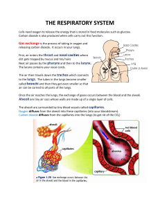 Note 1.4A - The respiratory system