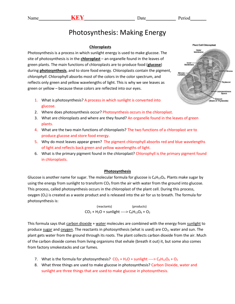 Photosynthesis worksheet key