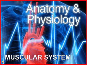 175-Anatomy-Muscular-system