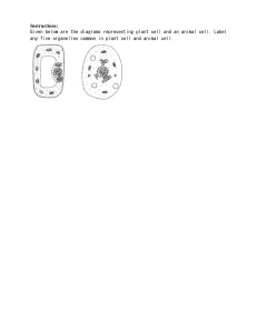 Plant & Animal Cell Organelles Worksheet