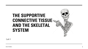 The Supportive Connective tissue and The Skeletal System