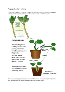 Plant Propagation: Rooting Cuttings Guide