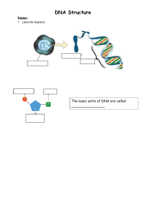 DNA Structure Worksheet: Label the Diagrams