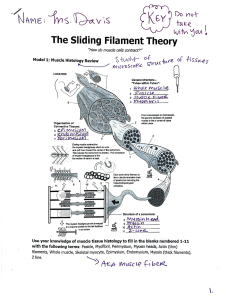 sliding filament theory key