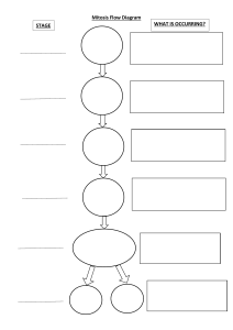 Mitosis Flow Diagram: Cell Division Stages Explained