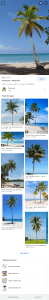 palm tree - Google Search