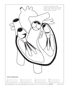 aab human heart coloring worksheet