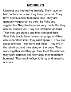 Monkeys: Facts and Information