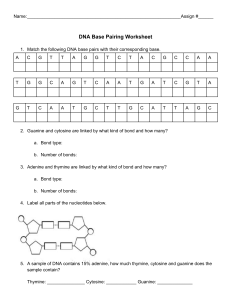 DNA Base Pairing Worksheet