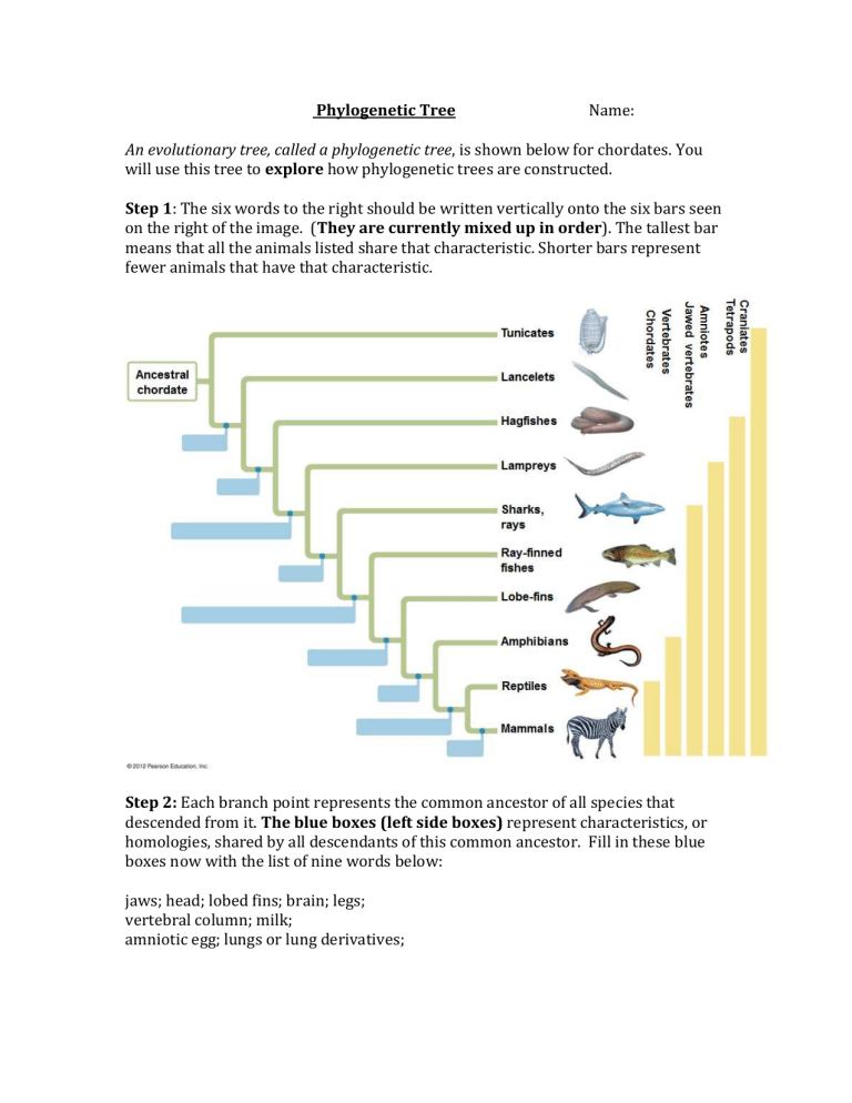 Phylogenetic Tree Worksheet: Chordate Evolution