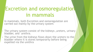 Excretion & Osmoregulation in Mammals: Kidney Structure