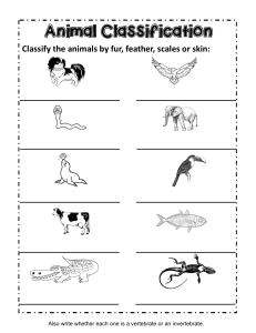 Animal Classification Worksheet
