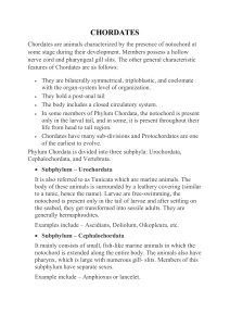 Chordates and Non-chordates Overview