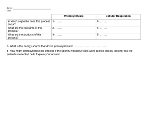 Photosynthesis & Cellular Respiration Worksheet