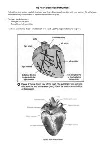 Heart-Dissection-Instructions
