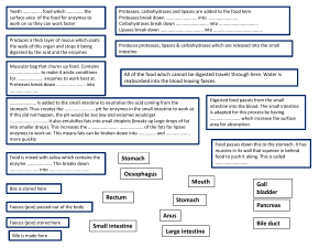 Human Digestive System Worksheet: Enzymes & Organs