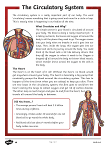 Circulatory System Worksheet 1
