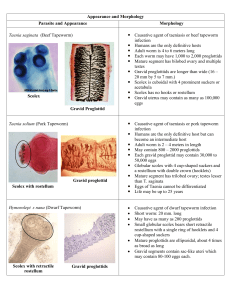 Tapeworm Morphology, Life Cycle & Pathogenesis