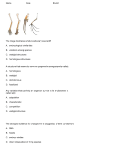 Evolution Worksheet: Homologous Structures & Adaptation