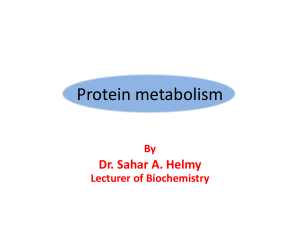Protein Metabolism: Amino Acid Pathways