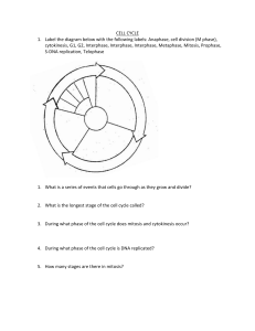 Cell Cycle Worksheet: Mitosis, Meiosis, and DNA Replication
