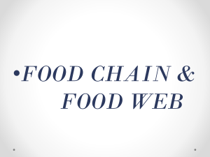 Food Chain & Food Web Presentation