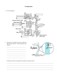 Transpiration Worksheet: Water Transport in Plants