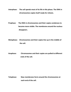 Mitosis Stages: Cell Division Explained