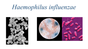 Haemophilus influenzae: Overview, Pathogenesis, & Treatment
