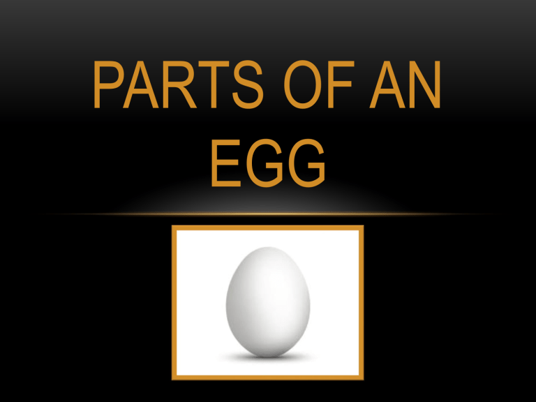 parts-of-an-egg