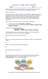 Protists Worksheet: Classification, Characteristics, and Groups