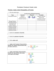 Worksheet Proteins & Nucleic Acids