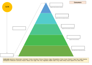 Activity 1 pyramid worksheet
