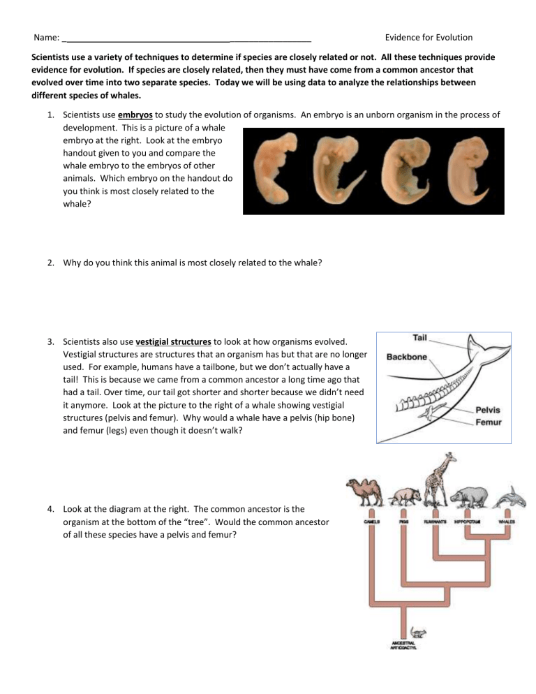 Intro To Evolution Activity