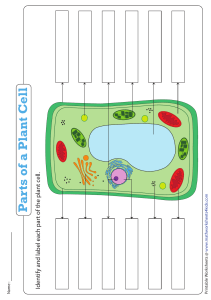Plant Cell Parts Worksheet: Label and Identify